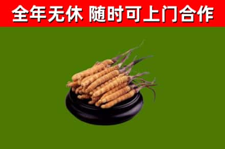 伊州回收散虫草